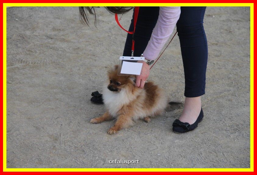 180311 mostra_canina 040.jpg